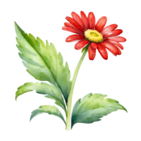 AI generated watercolor red gerbera daisy flowers on transparent background png
