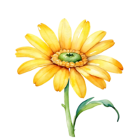 AI generated yellow flower watercolor illustration, transparent background png