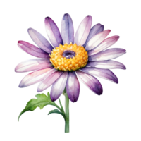 AI generated watercolor illustration of a purple daisy png