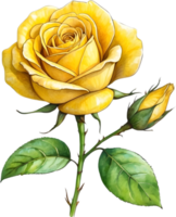 AI generated yellow roses on transparent background png