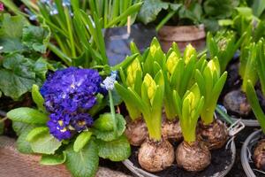 Young sprouting bulbs grow in flowerpot. Hyacinth flowers. photo