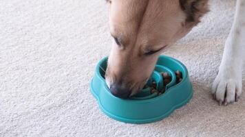 dog eats dry food from a blue bowl for slow feeding at home , lying on rug video