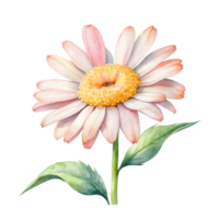 AI generated watercolor gerbera flower on transparent background png