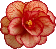 AI generated Begonia clipart. A cute Begonia flower icon. png