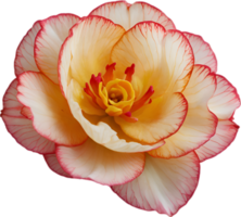 AI generated Begonia clipart. A cute Begonia flower icon. png