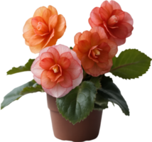 ai genererad begonia ClipArt. en söt begonia blomma ikon. png