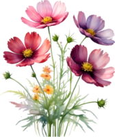 ai generado acuarela pintura de un ramo de flores de cosmos flores png