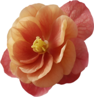 ai gegenereerd begonia clip art. een schattig begonia bloem icoon. png