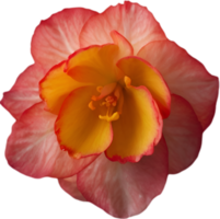 ai generado begonia clipart. un linda begonia flor icono. png