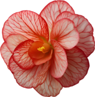 AI generated Begonia clipart. A cute Begonia flower icon. png