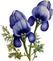 AI generated Watercolor painting of Aconite flower. png