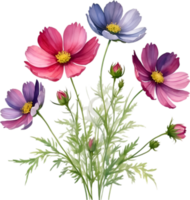 ai généré aquarelle La peinture de une bouquet de cosmos fleurs. png