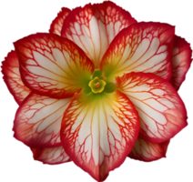 AI generated Begonia clipart. A cute Begonia flower icon. png