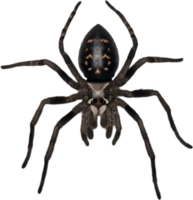 ai gerado colorida e elegante aranha imagem. png