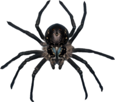 AI generated Colorful and elegant Spider image. png