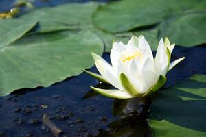Water lilies green leaves on a pond with white blooming lotus flowers illuminated by sunny summer light. photo