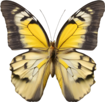 AI generated Colorful and elegant butterfly image. png