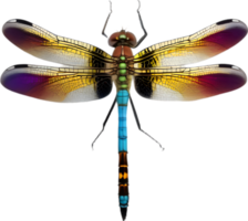 AI generated Colorful and elegant dragonfly image. png