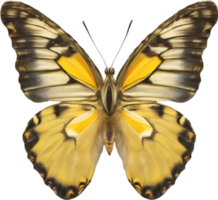 AI generated Colorful and elegant butterfly image. png