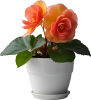 ai gegenereerd begonia clip art. een schattig begonia bloem icoon. png