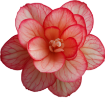 ai generado begonia clipart. un linda begonia flor icono. png