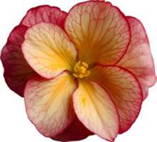 AI generated Begonia clipart. A cute Begonia flower icon. png