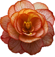 AI generated Begonia clipart. A cute Begonia flower icon. png