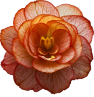 ai generado begonia clipart. un linda begonia flor icono. png