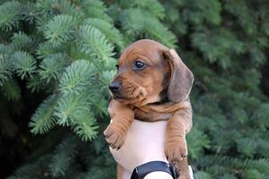 Cute dachshund puppy on the background of nature. photo