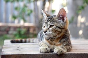 Portrait of an adorable kitten on a wooden table outdoors. photo