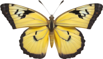 AI generated Colorful and elegant butterfly image. png