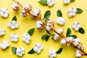 Autumn Floral Flat lay background composition. Dried white fluffy cotton flower branch top view on colored table with copy space photo