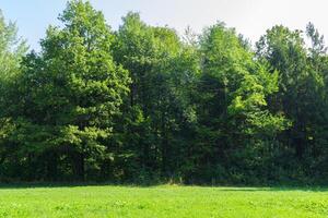 escénico ver de un hermosa prado con verde césped campo en el parque foto