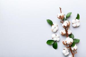 Autumn Floral composition. Dried white fluffy cotton flower branch top view on colored table with copy space photo