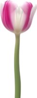AI generated Tulip clipart. A cute Tulip flower icon. png