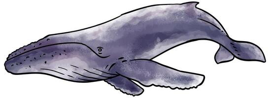 watercolor style humpback whale hand drawn vector illustration.