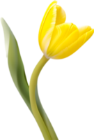 ai generado tulipán clipart. un linda tulipán flor icono. png