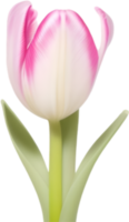 ai généré tulipe clipart. une mignonne tulipe fleur icône. png