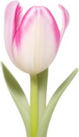 ai gerado tulipa clipart. uma fofa tulipa flor ícone. png