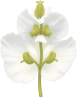 AI generated Sweet pea clipart. A cute sweet pea flower icon. png