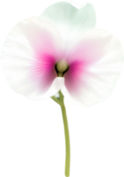 AI generated Sweet pea clipart. A cute sweet pea flower icon. png