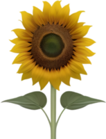 ai generado girasol clipart. un linda girasol flor icono. png