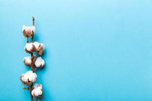 Autumn Floral composition. Dried white fluffy cotton flower branch top view on colored table with copy space photo