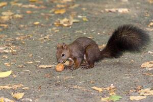 linda ardilla es comiendo un nuez en el suelo en el parque foto