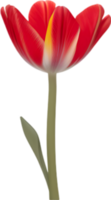 ai generato tulipano clipart. un' carino tulipano fiore icona. png