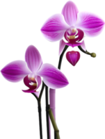 ai generato orchidea clipart. un' carino orchidea fiore icona. png