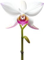 ai generado orquídea clipart. un linda orquídea flor icono. png