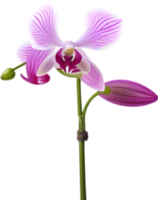 ai generado orquídea clipart. un linda orquídea flor icono. png