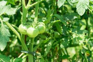 cerca arriba de muchos verde inmaduro Tomates creciente en el planta en el luz de sol en el jardín foto