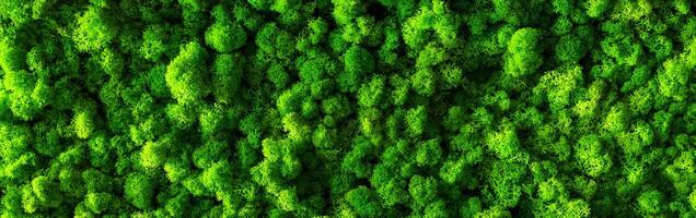 decorative moss for interior decoration. design moss elements background close up photo